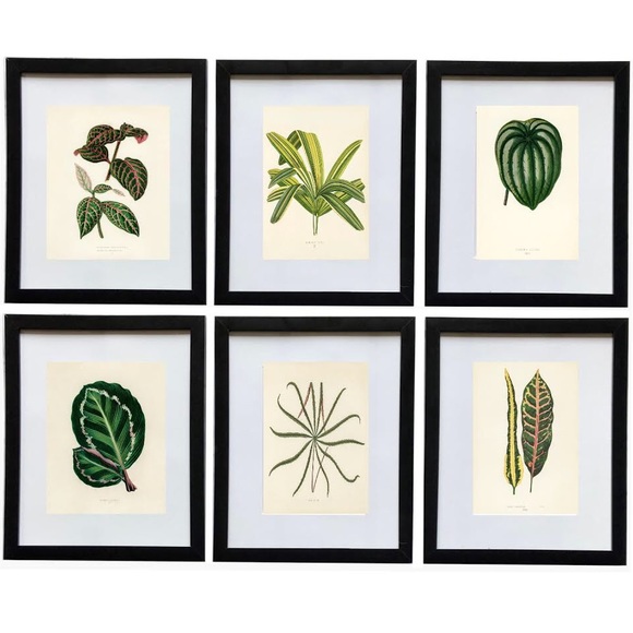 Vintage Other - Set of 6 Framed Botanical Prints